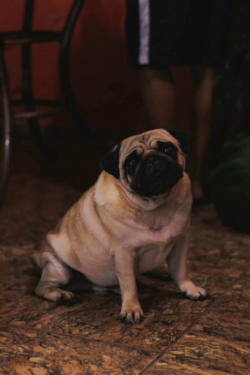 Pug