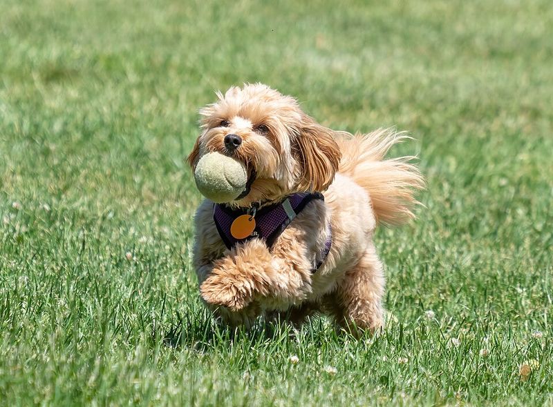 26 Popular Doodle Dog Mixes Loved for Their Personality and Charm 8 Maltipoo