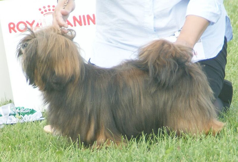 17 Dog Breeds That Were Once Popular but Have Slowly Faded from the Spotlight 8 Lhasa Apso