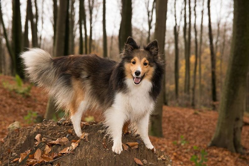 12 dog breeds that calm down faster with predictable routines 3 Shetland Sheepdog