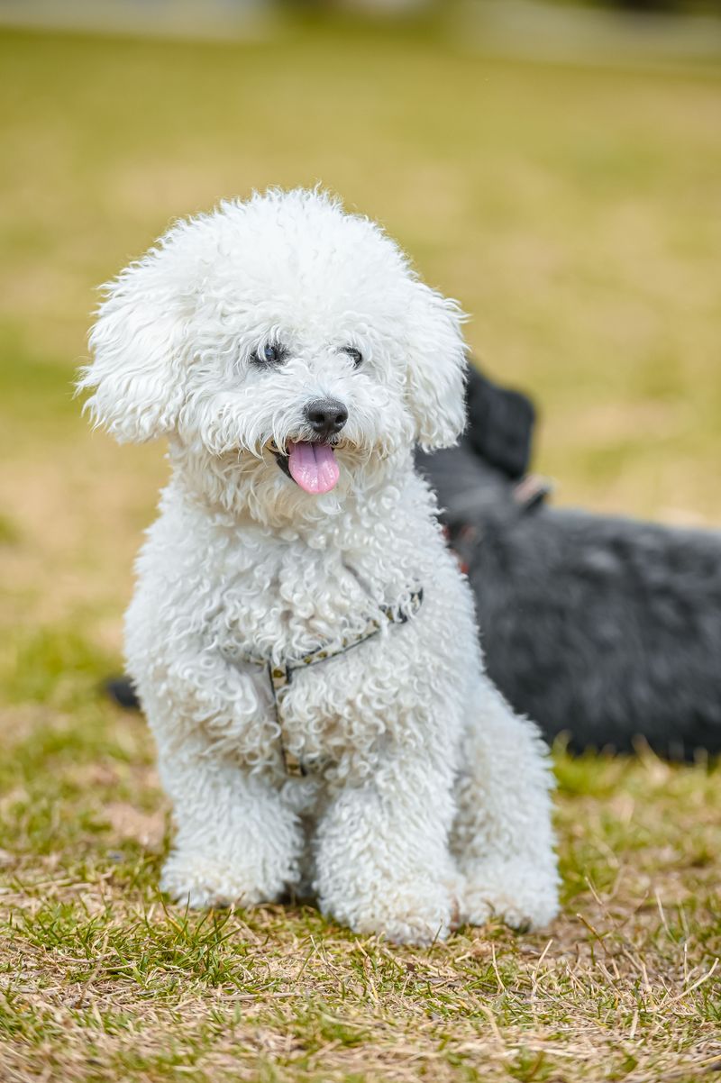 Some dog breeds seem made for the joyful chaos of family life 11 Bichon Frise