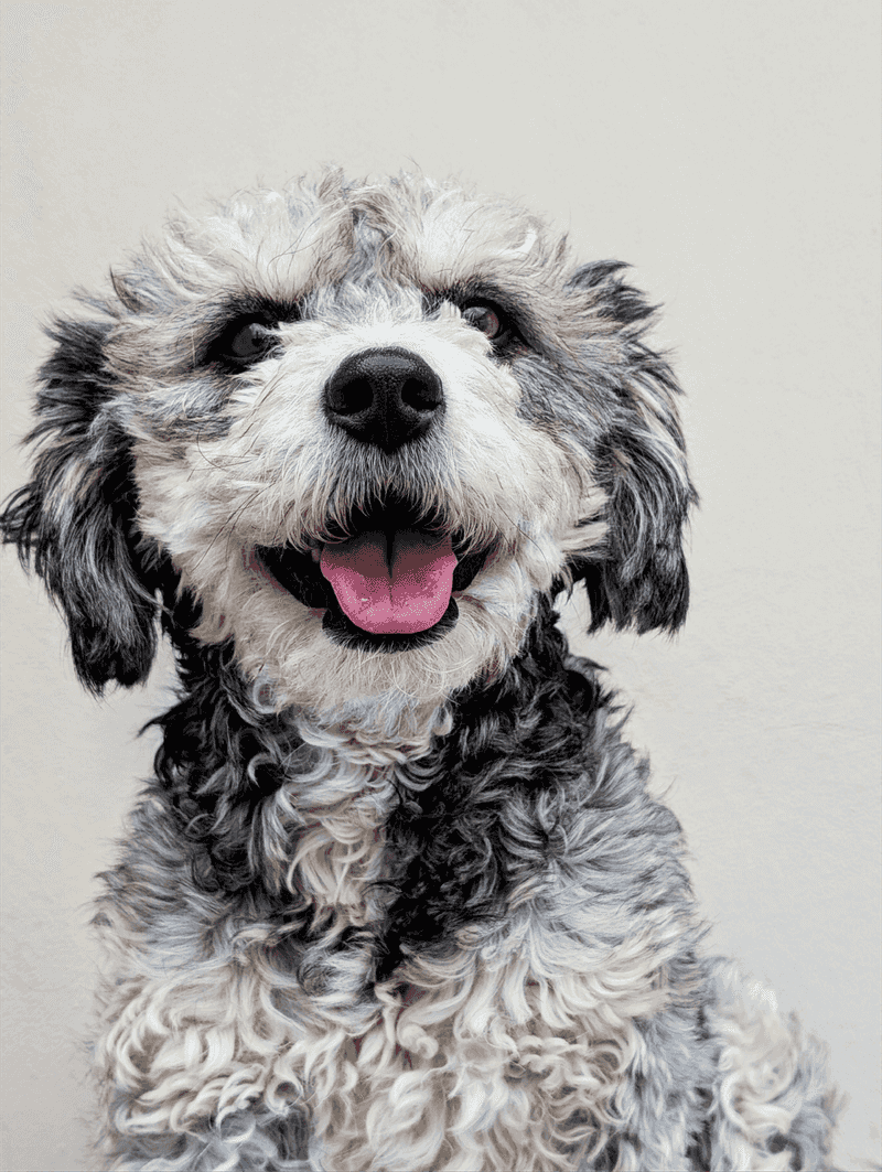 Sheepadoodle