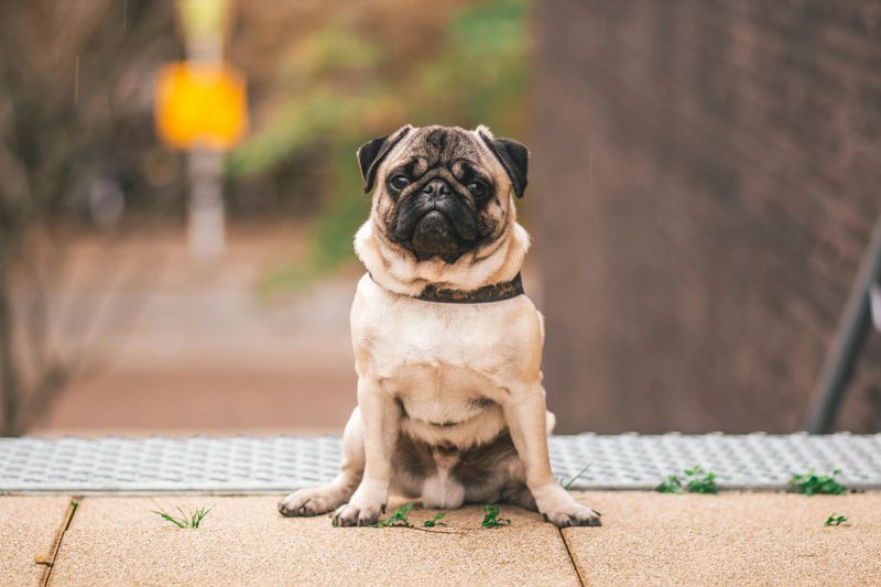 15 dog breeds that can make snoring sound way bigger than the dog actually is 2 Pug