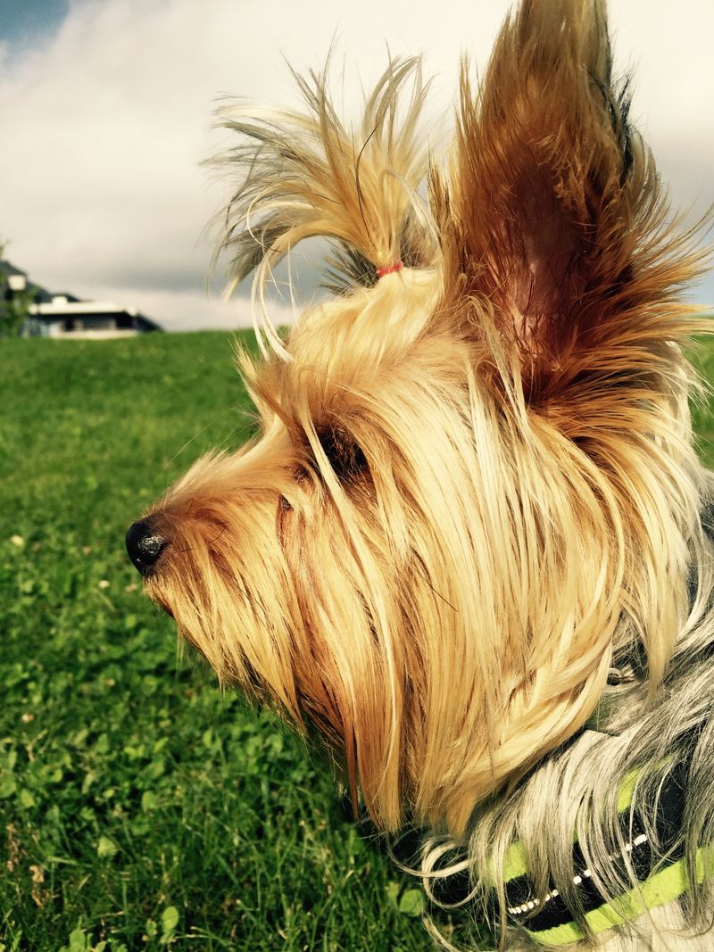 Silky Terrier