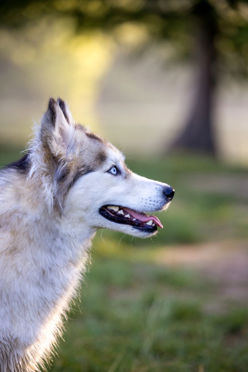Siberian Husky