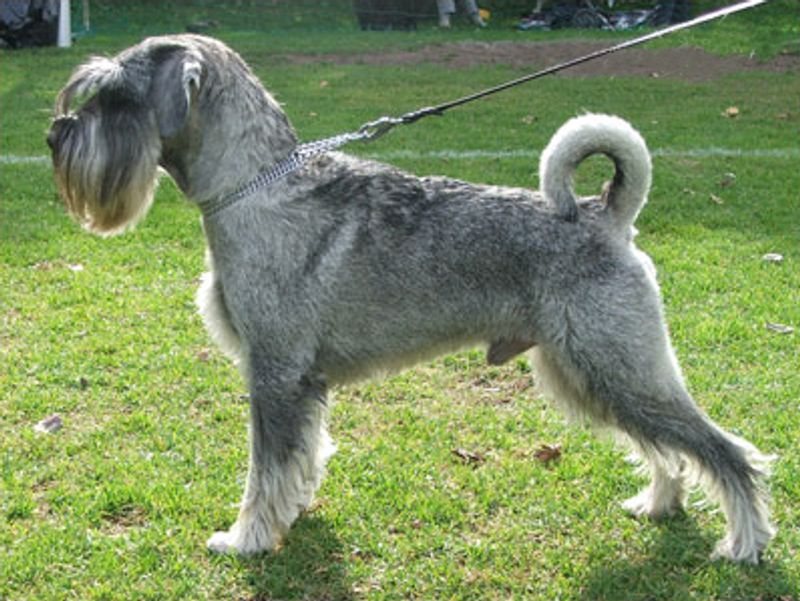 Looking for a naturally steady companion? These dog breeds rarely disappoint 3 Standard Schnauzer