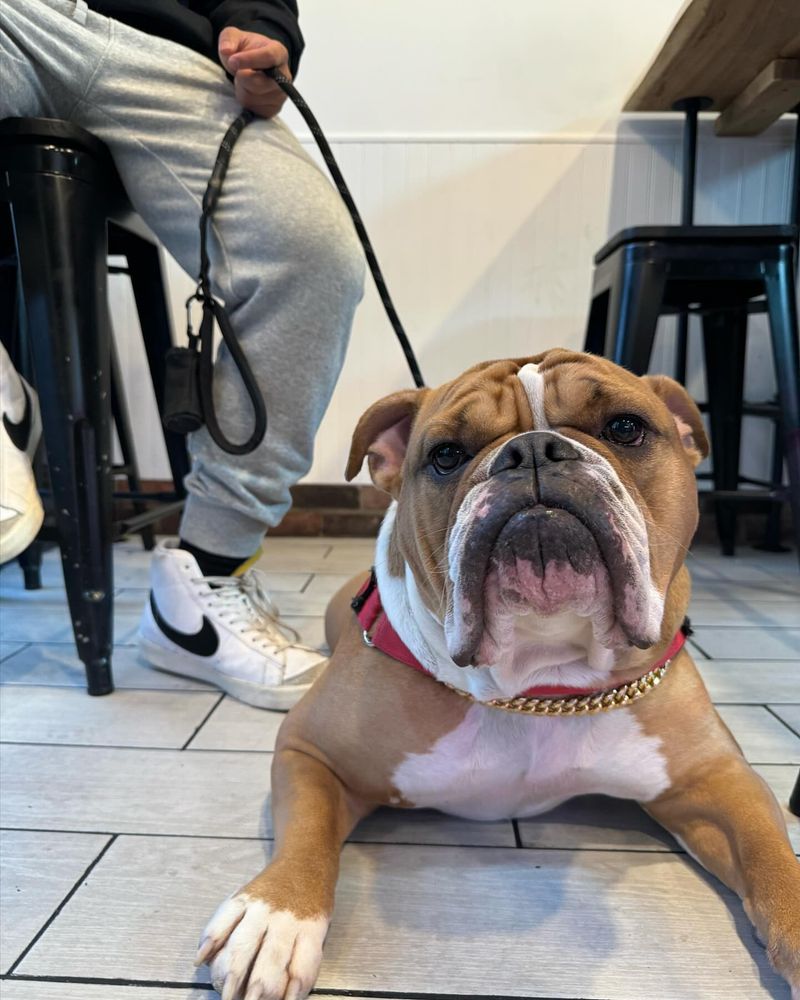 26 Bulldog Breeds Recognized for Their Strength and Endurance 5 Victorian Bulldog