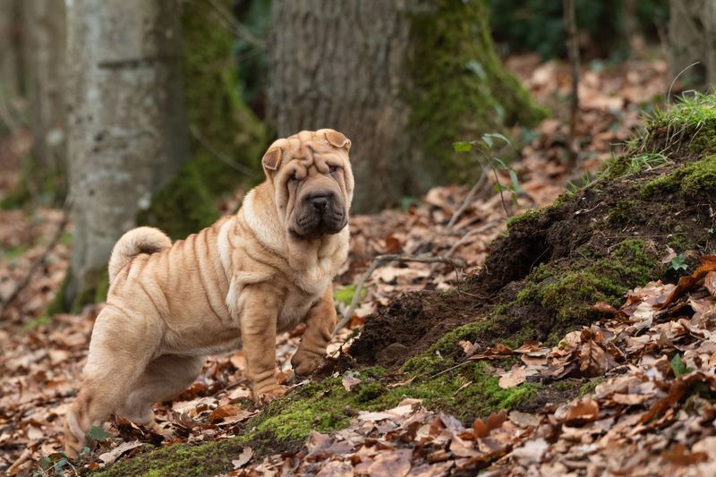 No constant cuddling, no dramatic greetings - Yet these dogs can be among the most devoted companions 10 Shar-Pei