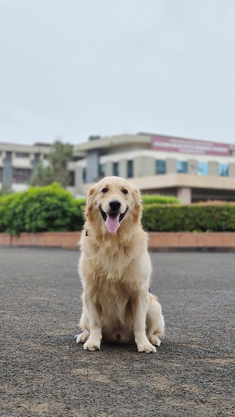 People choose these 12 dog breeds for one reason - but end up loving them for another 3 Golden Retriever