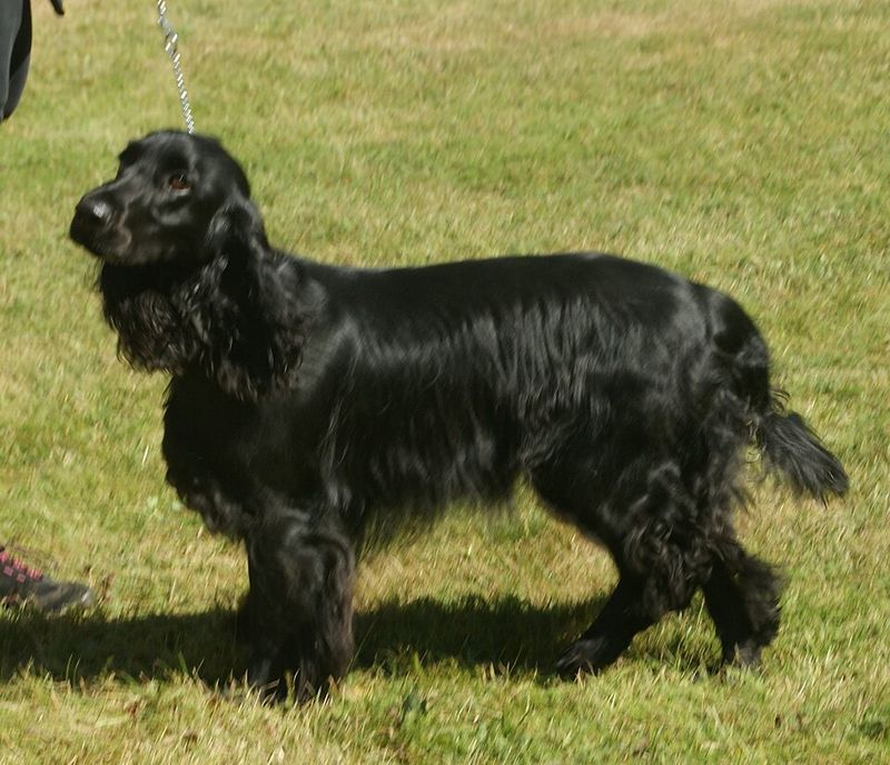 Field Spaniel