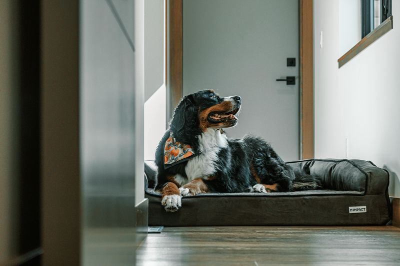 Bernese Mountain Dog