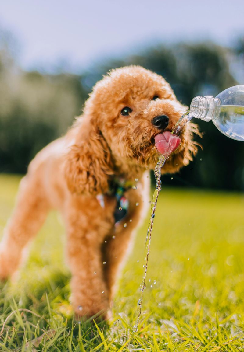 Proper Hydration