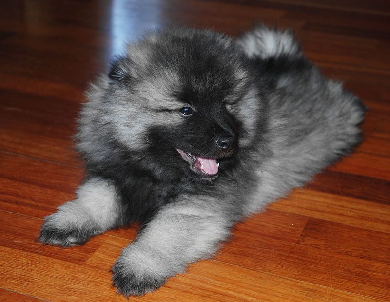 14 Dog Breeds That Can Turn a Bad Day Around With Just One Look 3 Keeshond