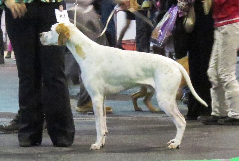 These hardworking dog breeds were built for more than casual exercise 10 English Pointer