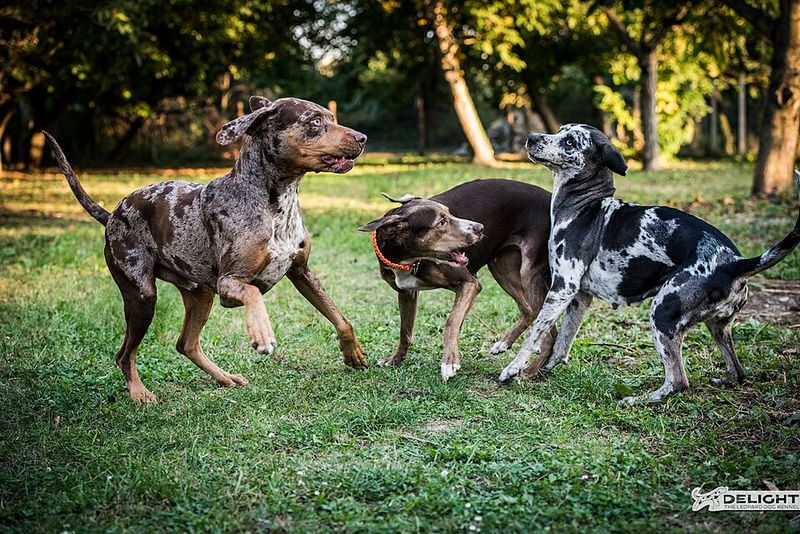 18 Dog Breeds That Often Don’t Match What New Owners Expect 10 Catahoula Leopard Dog