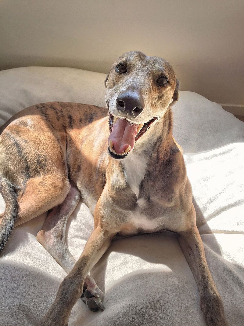 Some dog breeds simply have less to say - and peaceful households may love them for it 4 Greyhound