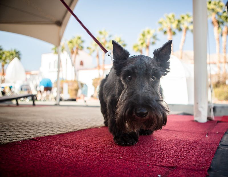 Scottish Terrier
