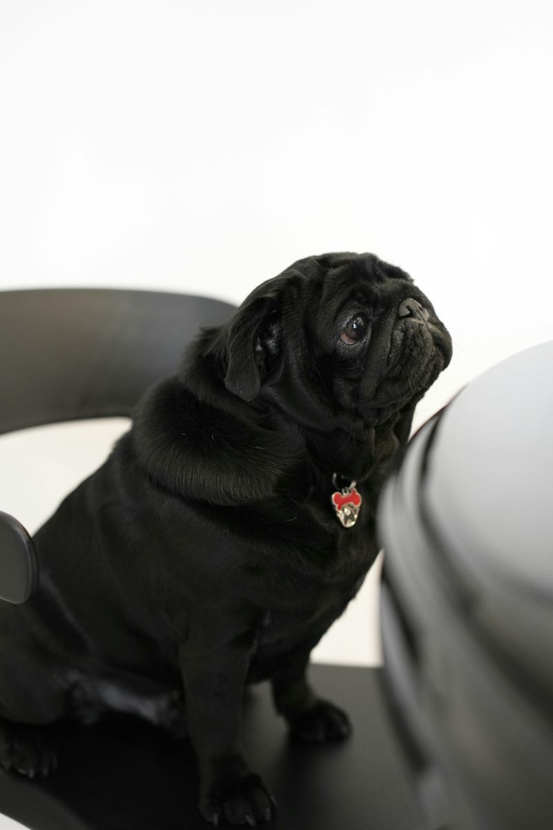 Pug