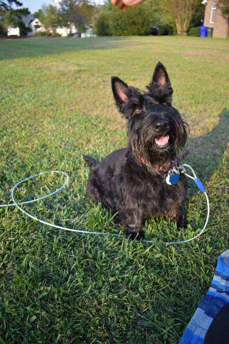 17 Dog Breeds That Are Surprisingly Difficult to Train 16 Scottish Terrier