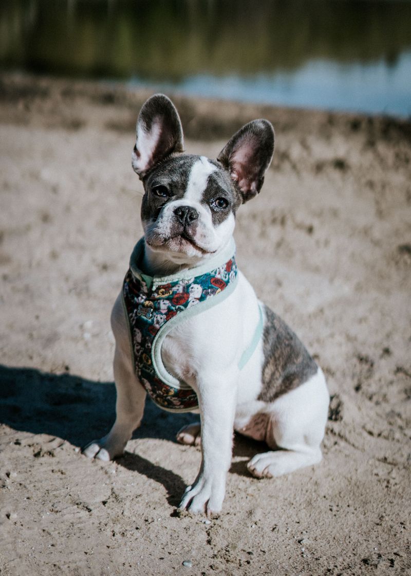 Forget the backyard myth - These 13 dog breeds show why home is about people, not space 8 French Bulldog