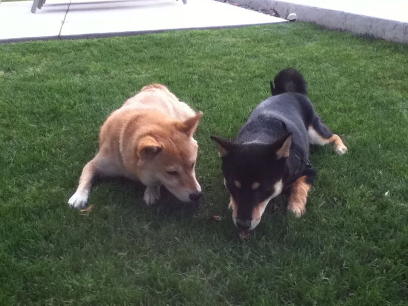 Love dogs but need personal space? These 11 breeds may understand you better than most 5 Shiba Inu