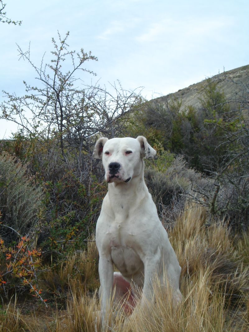 26 Protective Dog Breeds and How to Manage Their High Energy and Instincts 10 Dogo Argentino