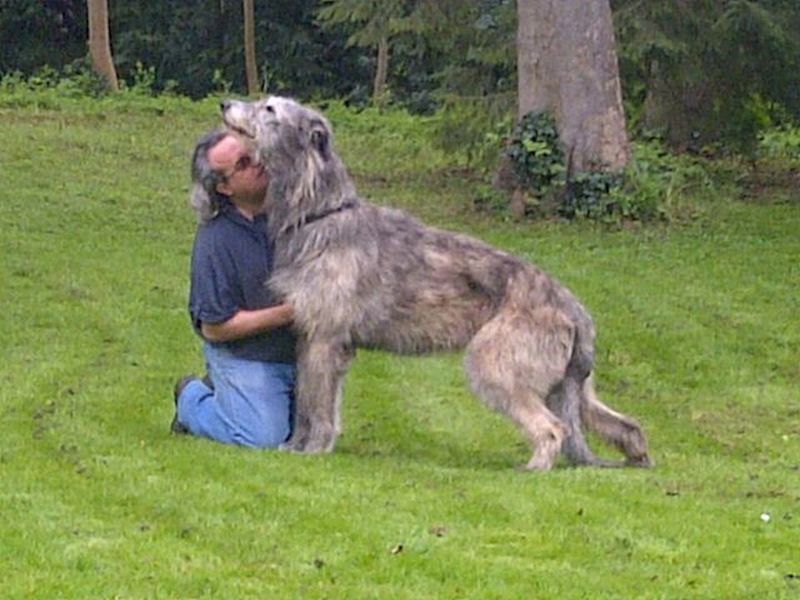 11 Loyal Large Dog Breeds That Rarely Leave Their Owners’ Side 11 Irish Wolfhound