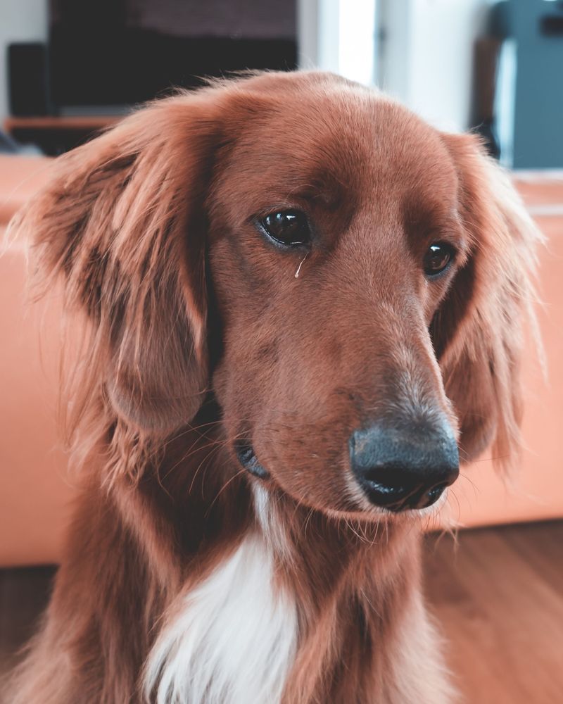 Irish Setter