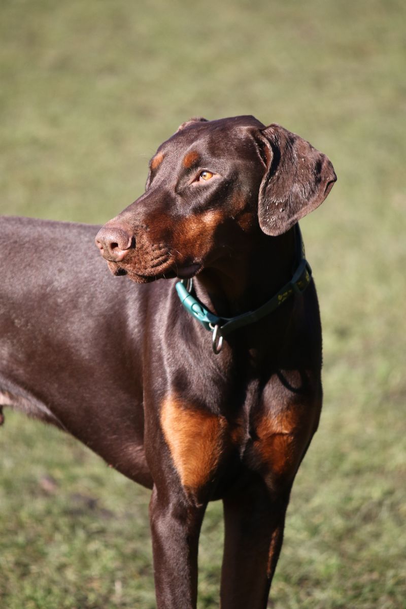 11 dogs that notice when something doesn't belong - and 3 that may simply wag their tails 3 Doberman Pinscher - the elegant sentinel