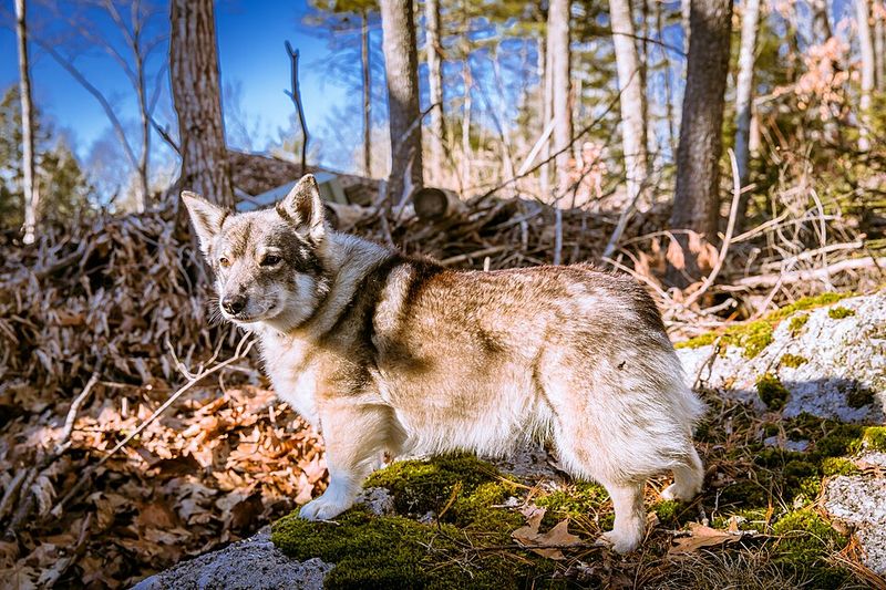 Wolf-like appearance doesn't always mean recent wolf ancestry - These breeds show the difference 11 Swedish Vallhund