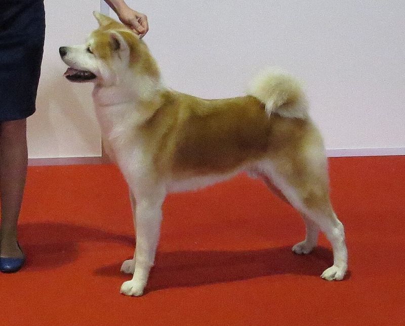 Akita