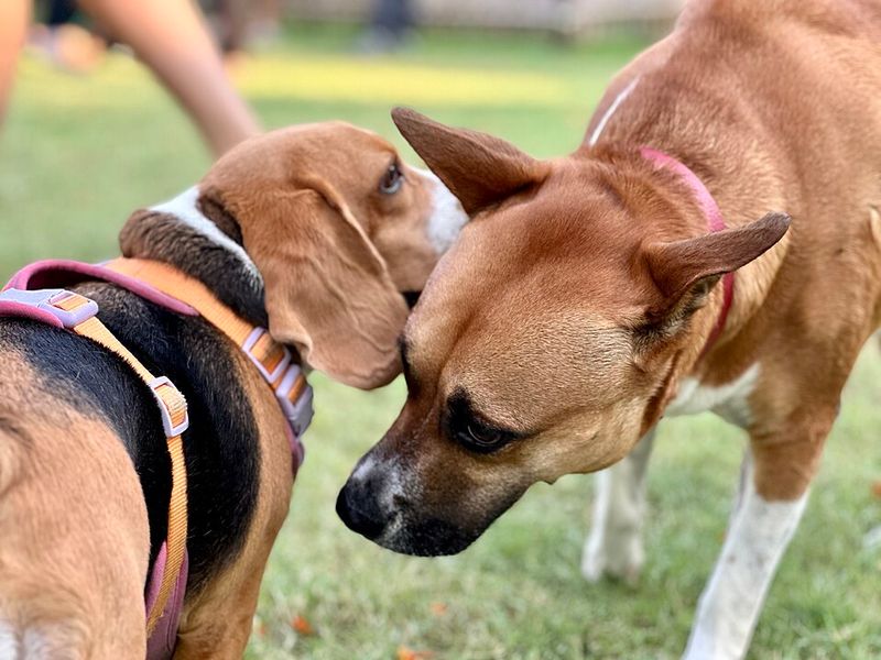 9 small things dogs truly love that many owners overlook 6 Sniffing during walks