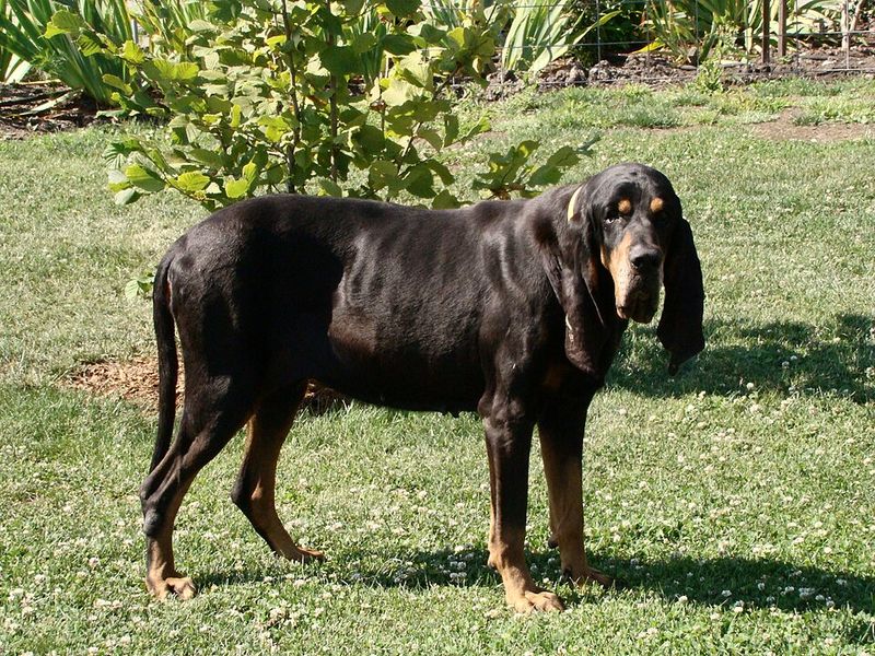 From working partners to household companions, these dogs have distinctly American origins 12 Black and Tan Coonhound