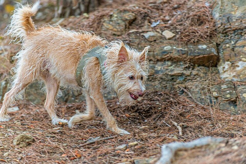 11 Dog Breeds That Can Sense Visitors Long Before the Doorbell Rings 8 Portuguese Podengo