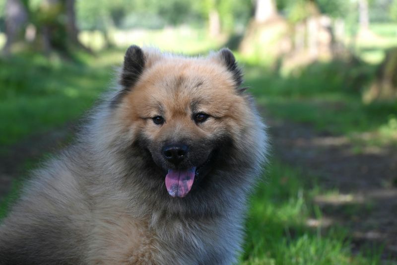 15 Breeds Most Likely To Lick, Nudge Or Paw You When Something Feels “Off” 14 Eurasier