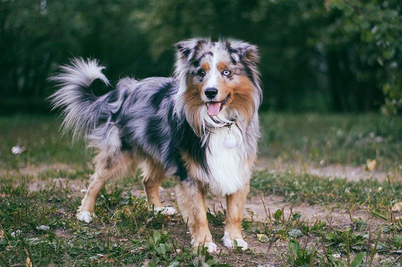 Remember when today's favorite breed wasn't everywhere? These dogs could be next in line for the spotlight 3 Miniature American Shepherd