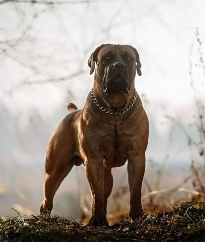 11 Dog Breeds Known for Their Truly Impressive Muscular Builds 9 Boerboel