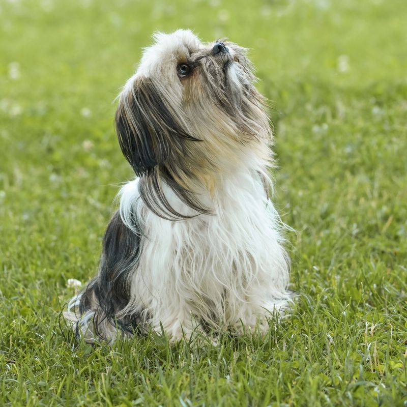 10 dog breeds that prefer a smaller social world - plus 3 that enjoy a house full of activity 9 Lhasa Apso