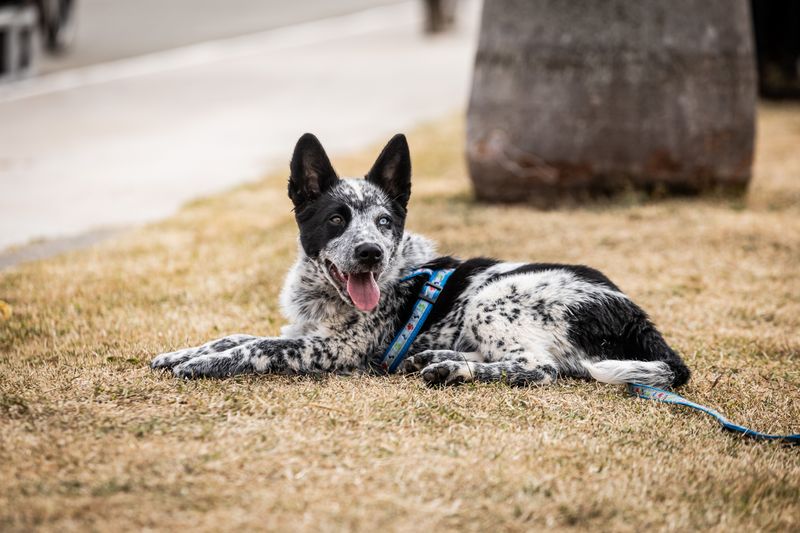 These dog breeds aren't necessarily difficult by accident - many were bred for jobs modern homes can't easily provide 5 Australian Cattle Dog