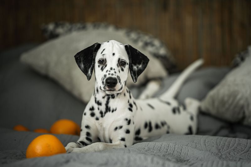 The dog your grandparents grew up with may be cooler than the breed filling your social feed 8 Dalmatian