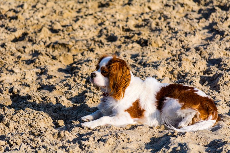 Cavalier King Charles Spaniel