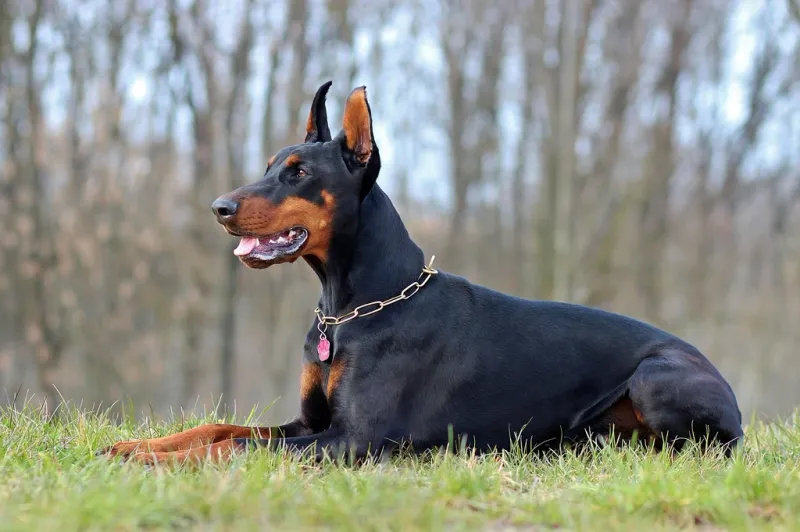 The toughest-looking dog in the neighborhood may secretly be the biggest softie in the house 8 Doberman Pinscher