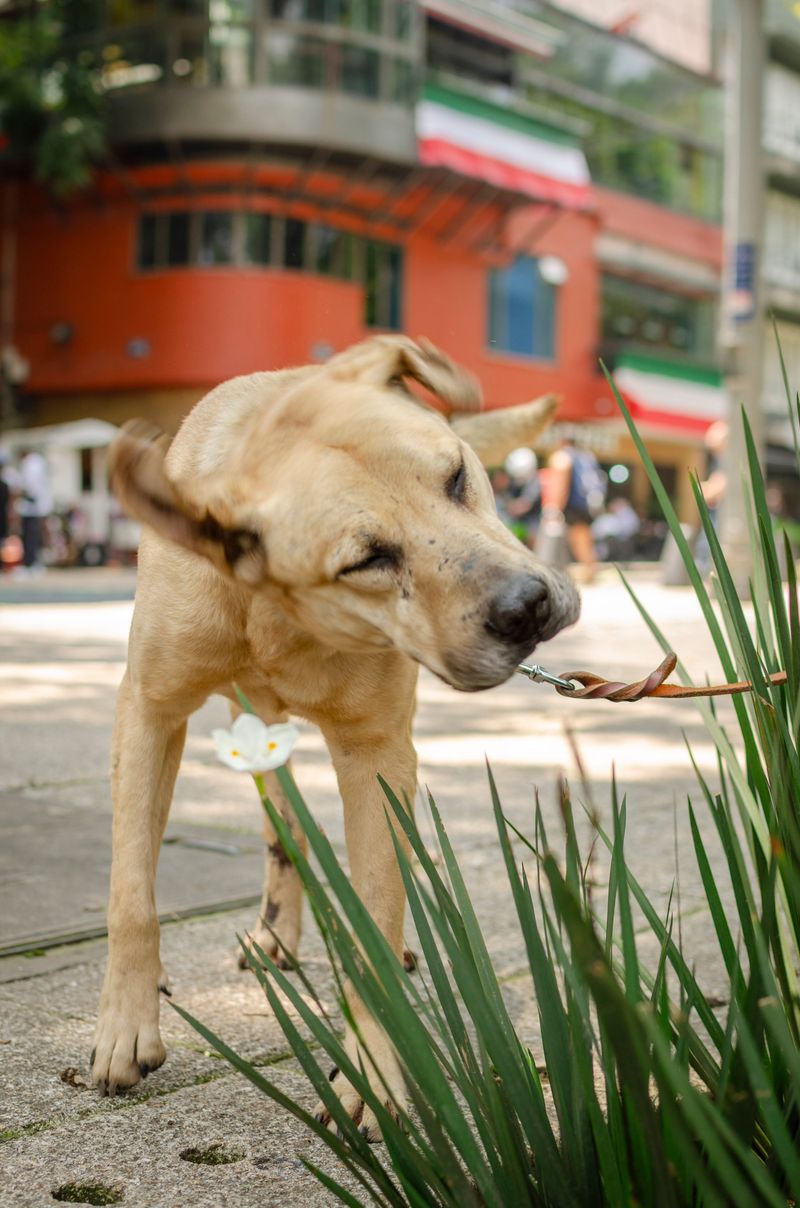 10 hidden scent trails dogs can follow even when humans detect absolutely nothing 9 An animal hidden behind bushes or fencing