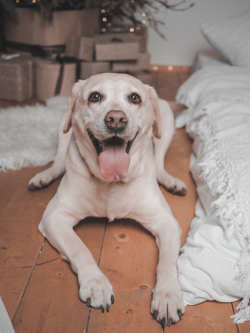 Sleeping close isn't just a habit for these 13 dog breeds - it's how they feel secure 3 Labrador Retriever