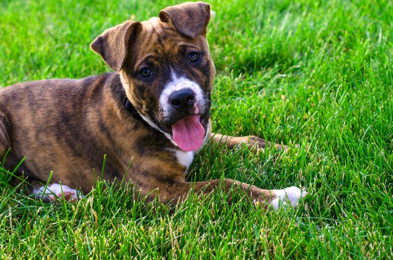 15 Cuddly Dog Breeds That Enjoy Staying Close to Their Owners 13 Staffordshire Bull Terrier