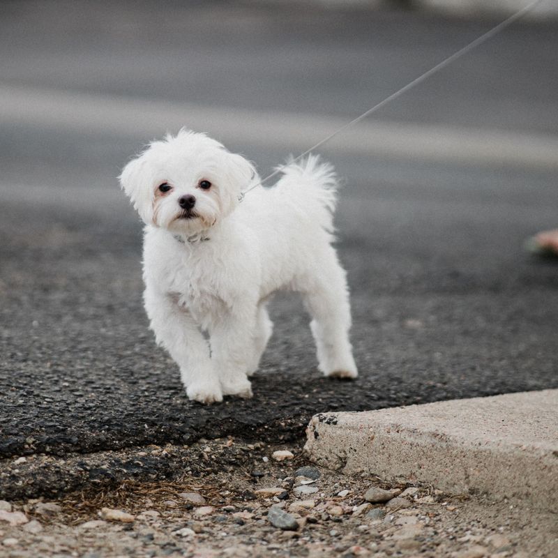 Skip the expert-level challenge for your first dog - these breeds may give beginners room to actually enjoy learning 10 Maltese
