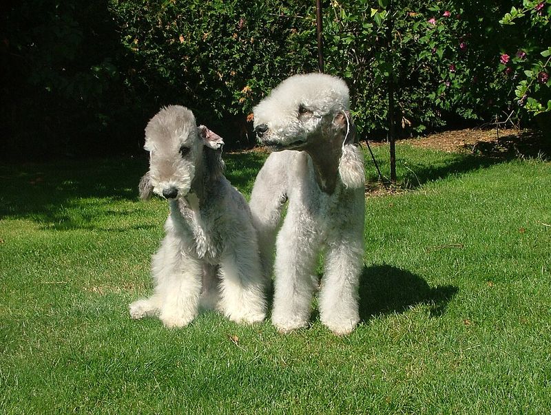 10 Dog Breeds That Can’t Stand Messy Households (Even If You Can) 10 Bedlington Terrier
