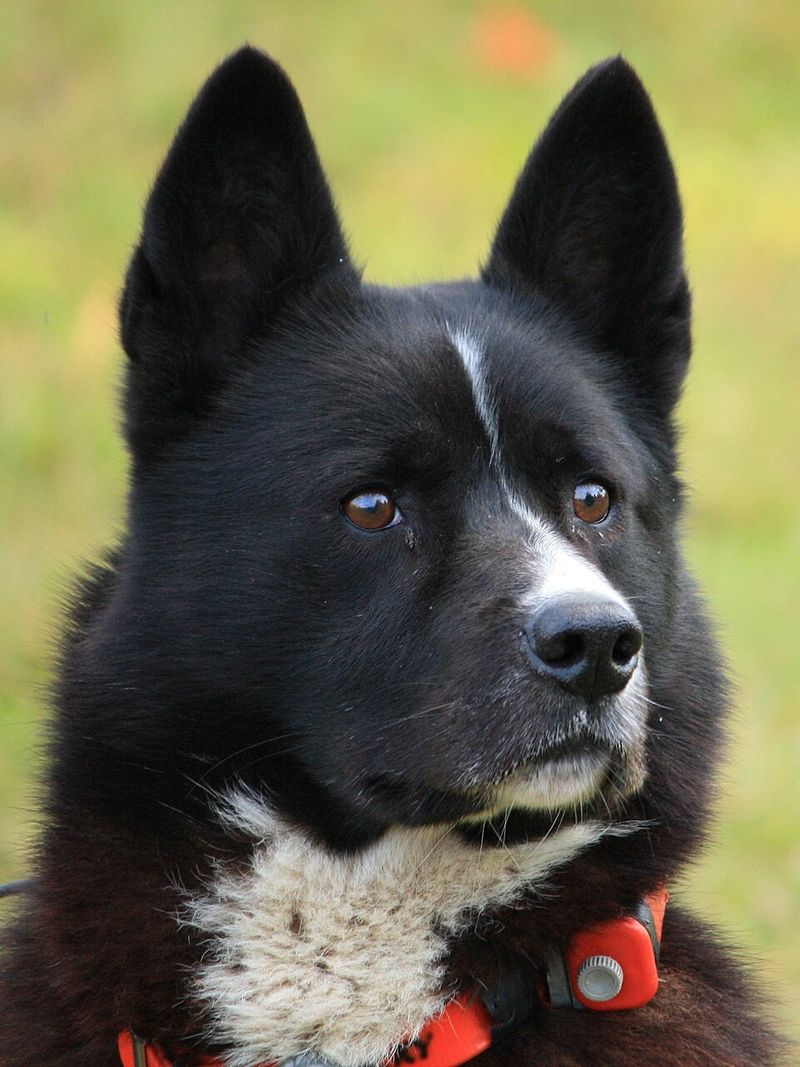 Karelian Bear Dog