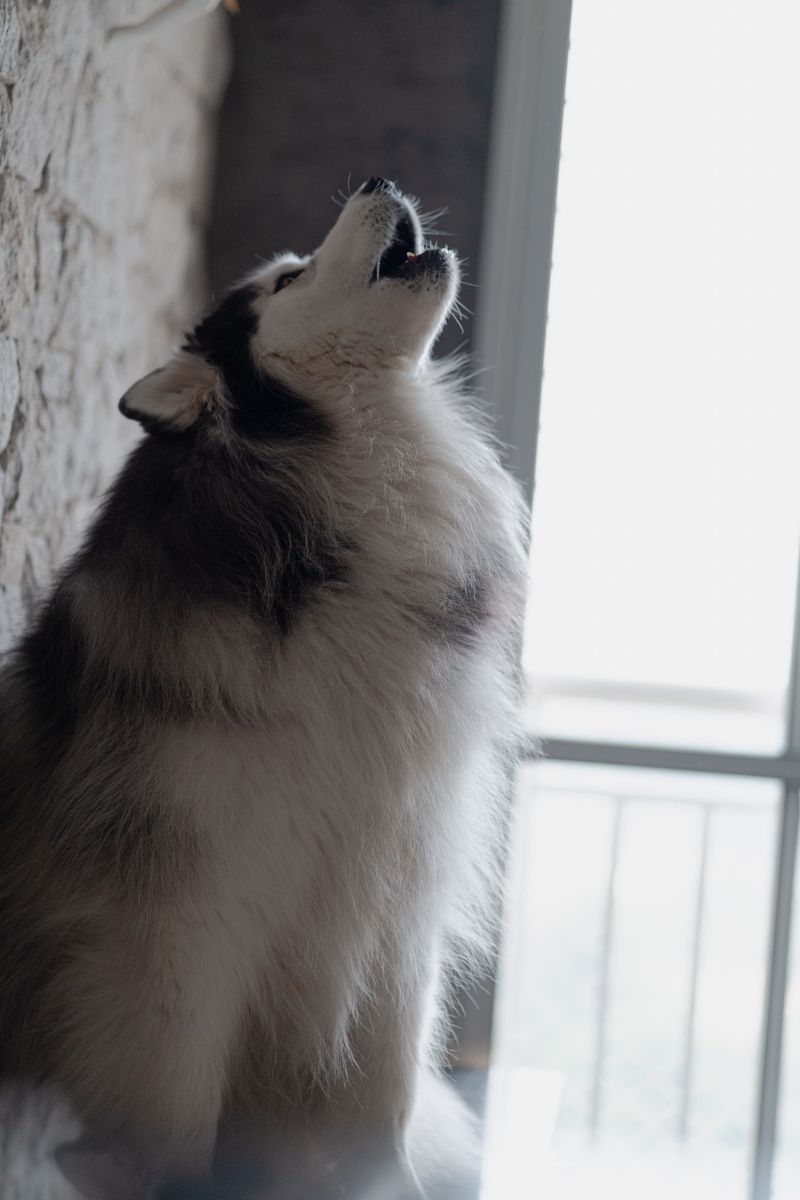 Siberian Husky