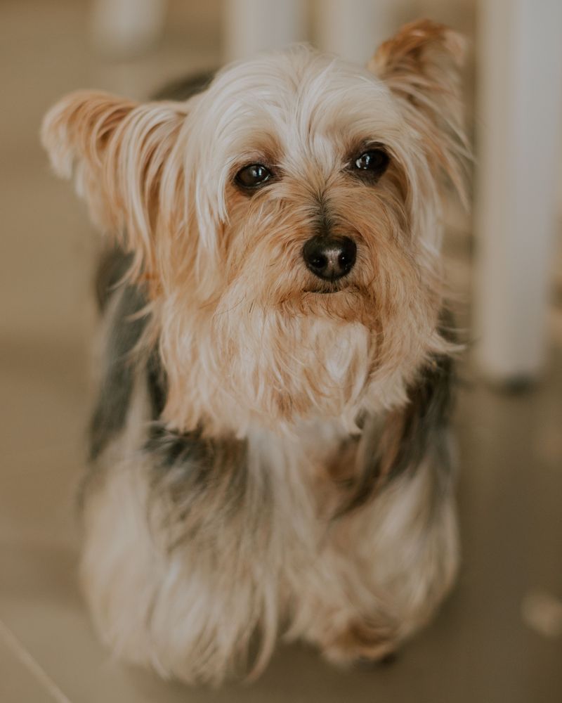 Yorkshire Terrier: Pint-Sized Royalty